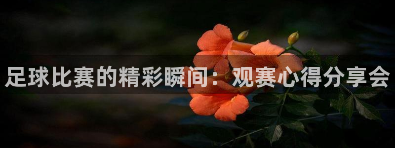  足球比赛的精彩瞬间：观赛心得分享会