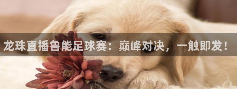 龙珠直播鲁能足球赛：巅峰对决，一触即发！