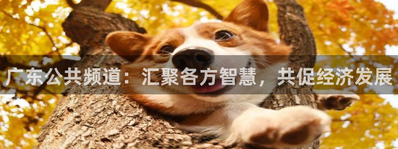 833足球比赛直播免费观看：广东公共频道：汇聚各方智慧，共促经济发展