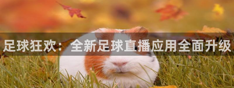 833体育在线直播在线看：足球狂欢：全新足球直播应用全面升级